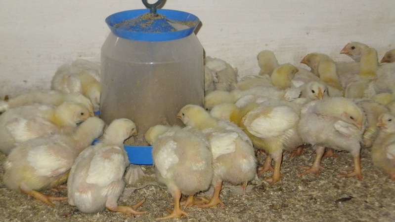 Кормление цыплят-бройлеров в домашних условиях
