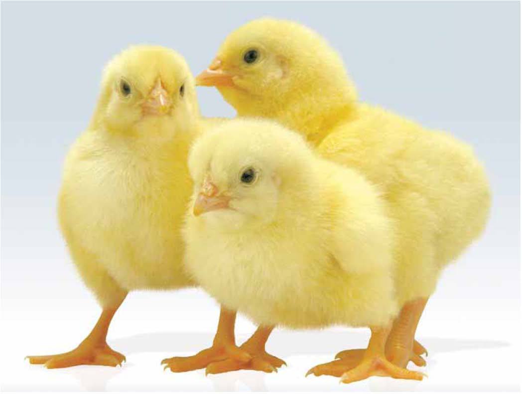 Выращивание цыплят-бройлеров